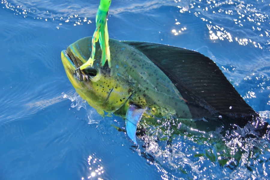 Summer Dorado season!